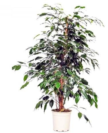 Planta Ficus Benjamina Color Verde para Casa y Oficina