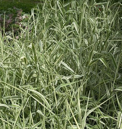 Buntes Glanzgras - Phalaris arundinacea - lebende Gartenpflanze aus den Baumschulen