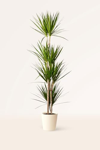 Dracaena Marginata Bicolor o Palo de Brasil - Planta Natural - April Plants - Altura: 110-120 cm