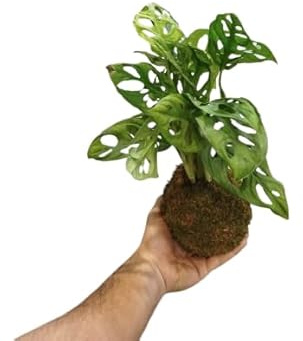 DECOALIVE Kokedama con Monstera Adansonii – Planta de Interior Tropical y Fácil de Cuidar