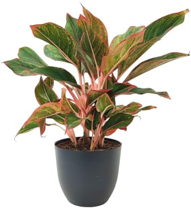 I GIARDINI DI GIULIA - Aglaonema ‘Sam Orlala’ Ø15 cm H.45 cm | Pianta da Interno Foglie Verde e Rosso Corallo | Facile Cura e Depurazione Ari (Vaso antracite)