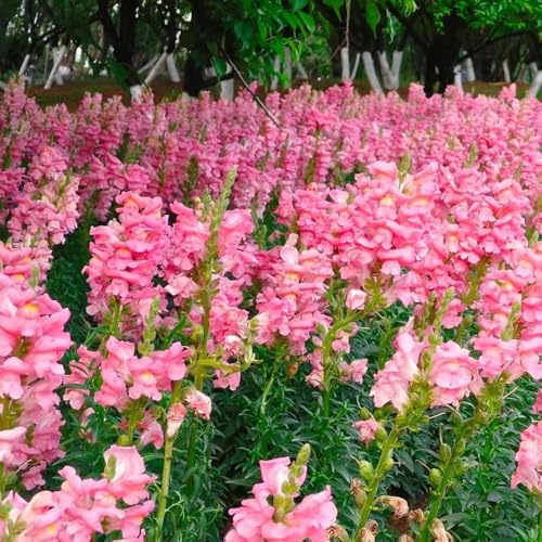 100 piezas semillas perennes de boca de dragón - resistentes para jardín, semillas bonsái silvestres cobertura del suelo