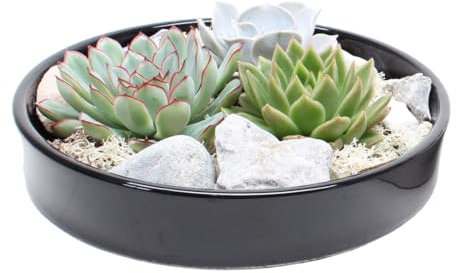 Plant in a Box - Rootless - Echeveria Mélange de jardin noir - succulentes à échelle décorative - Noir - 20 cm