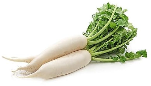100 graines de légumes de radis blanc