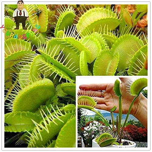 Purple : 50 Pcs/Pack Potted Insectivorous Plants Seed Dionaea Muscipula Giant Clip Venus Flytrap Seeds Garden Bonsai DIY Plant Flower