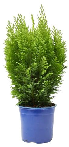 Thuja del Canadá Conífera Perenne para Crear Paisajes Naturales