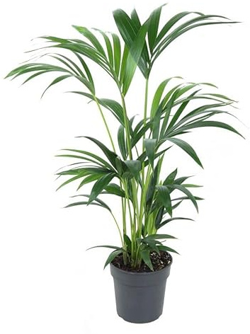 Fresh Plants Zimmerpflanzen -Howea forsteriana (Kentia) - XXL - Pflanze in Ziertopf Ø 19 cm - Höhe 80 cm