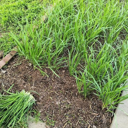 semillas de ajo cebollino - jardín variedades antiguas raras 150pcs