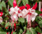 Graines de fleurs de fuchsia 90pcs blanc