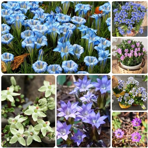 enzian heilkräuter nachhaltige geschenke Gentiana scabra küchenkräuter balkonpflanzen seltene deko kräutersamen bio frühlingsblumen wildblumensamen deko wohnzimmer gartenpflanzen 130samen