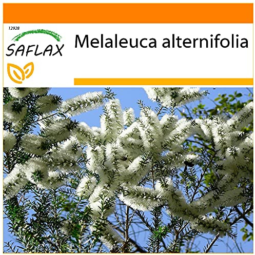 SAFLAX - Garden in the Bag - Australiskt Tea Tree - 400 Frön - Med underlag i en passande resväska - Melaleuca alternifolia