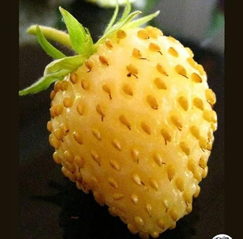 Seeds Yellow Alpine Wild Strawberry 120+ Non-GMO Seeds for Planting Perennial Plant