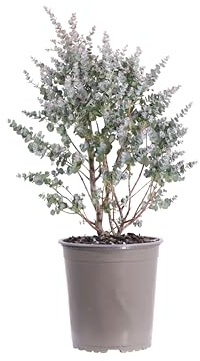 Pianta di Eucalipto o Eucalyptus Gunnii Pianta da esterno in vaso cespuglio o alberello da giardino vera venduta da eGarden.store (Eucalipto Azura v.17 cm)