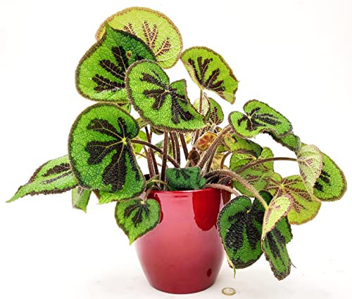 POWERS TO FLOWERS - BEGONIA MASONIANA XXL IN VASO CERAMICA ROSSO A RIGHE, VASO 20CM DIAMETRO, pianta vera