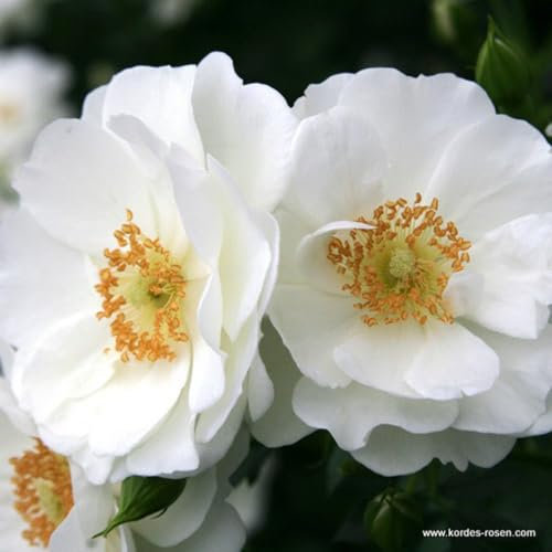 2 x Rosier - Rosa 'Innocencia' pot 25-30 cm - Une beauté fleurie de la série Rigo de Kordes