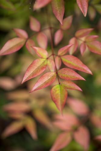 Himmelsbambus Nandina domestica 60 cm Stammhöhe winterhart immergrün