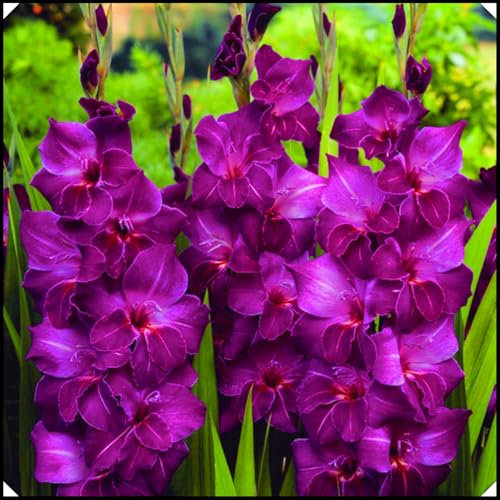 Gladiolus Bulbs Gladiolus Flower-(Gladioli Flowers,Cut Flowers,Plant Bulbs,Ornamental Flowers Wedding Flowers)-8bulbs-e