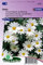 Chrysanthème des prés à grande flleurs Alaska - Graines De Fleurs Vivaces