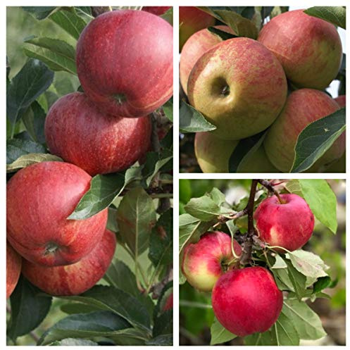 Familienbaum Trio Apfelbaum Halbstamm 3 Sorten Apfel mit Gala, Elstar und Cox Orange