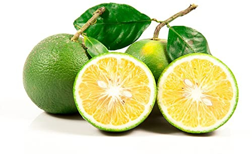 Pianta di MAPO CITRUS Pompelmo Mandarino Agrumi Sempreverde per Esterni h 100 cm Vaso 18 cm