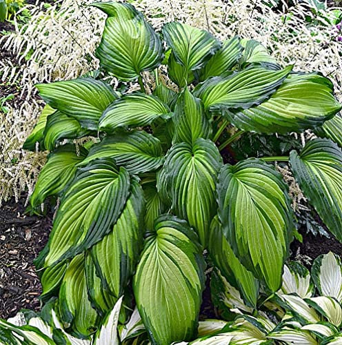 Hosta pianta Piante bulbi Piante erbacee perenni Pianta da esterno-Rizoma Hosta Funkia