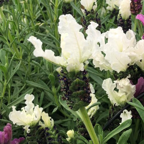 French Lavender 'Lavita White'. Plug Plant x 4. White Flowering French Lavender. Ideal for pollinators and Cottage Gardens. Available from Bedwen Plants