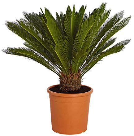 Dehner Sagopalmfarn, baumförmige Urpflanze, ca. 35-40 cm, Ø Topf 12 cm | Cycas revoluta, palmenartige Zimmerpflanze, für sonnige bis halbschattige Standorte, keine direkte Sonne