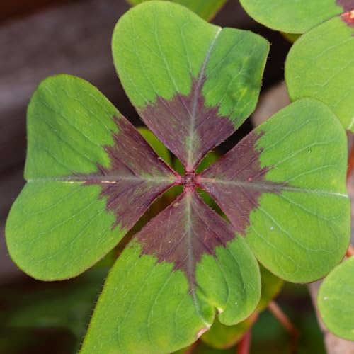 trifoglio fortunato giardino di aromatiche da balcone, autunnali da interno quadrifoglio appartamento che purificano l'aria balcone per luoghi soleggiati semi 100semi