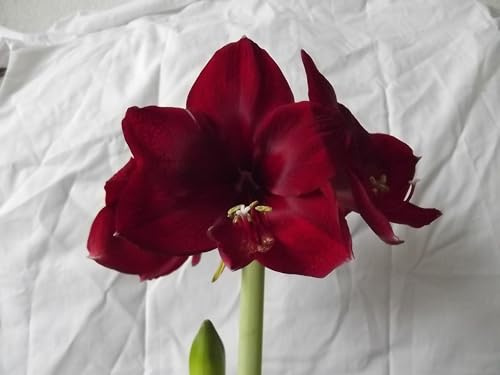 Amarylliszwiebeln : Ritterstern (Amaryllis) – Hippeastrum  schwarzrot  1 Blumenzwiebel