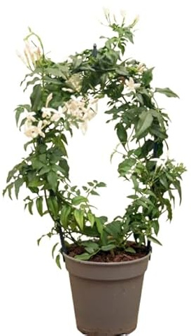 Jazmín Chino Enredadera Natural con Fragancia para Exterior