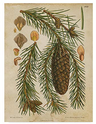 Trademark Fine Art Vintage Conifers I by Vision Studio, 14x19-Inch,