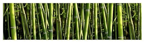 Scenolia Brise Vue imprimé BAMBOOS Vert et Zen, H.0.8 x L.3 m, 100% occultant, Made in France Colliers de Fixation offerts