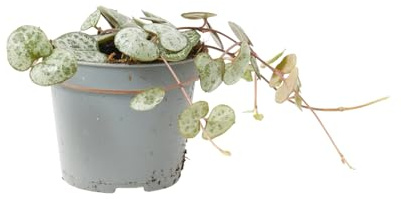 Verdecora Ceropegia Woodii en maceta de Ø6cm | Planta Colgante Natural de Interior | Ideal para Decorar Hogares y Oficinas | Follaje en Forma de Corazón
