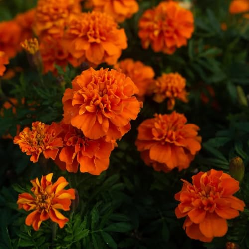 Semi di calendula biologici - esotiche resistenti esterno in vaso giardino 35pcs