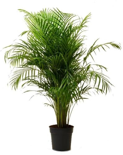Areca 100cm Palmera Grande y Exótica para Espacios Interiores