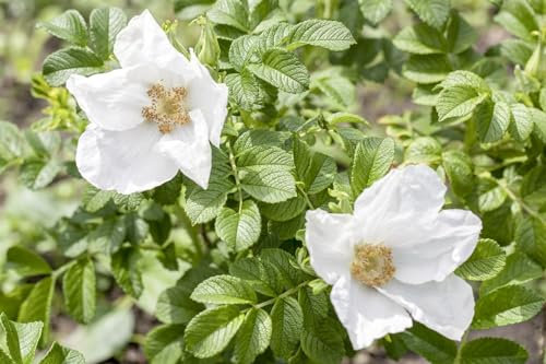 Kartoffelrose Rosa rugosa Alba 125-150 cm Heckenpflanze winterhart