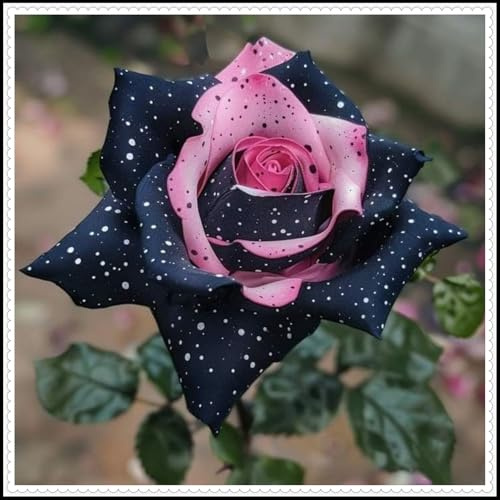 Excelente elección para arreglos de jardín -/ Raíz de rosa -/ - - Los colores de los pétalos varían -/- (NVNJHJN).-3 rizoma-C