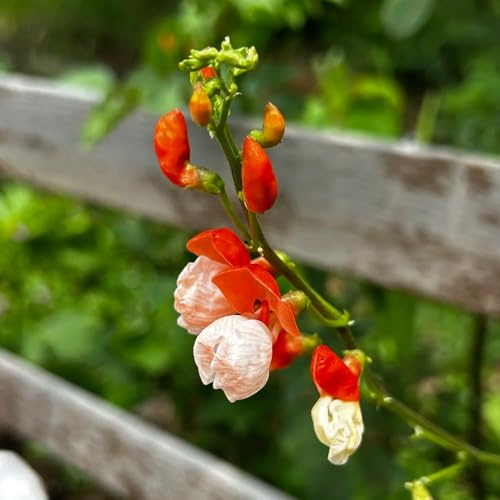 semillas de frijol corredor - jardín perennes resistentes decorativas balcón orgánicas bancal 50pcs