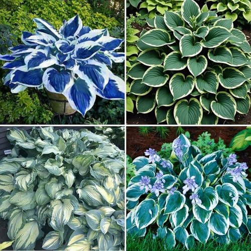 Hosta resistenti al freddo e siccità, bulbi Hosta, perfetti per giardini, terrazzi e giardini decorativi-4bulbi-A