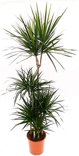POWERS TO FLOWERS - DRACENA MARGINATA A 5 PIANTE, ALTEZZA 190CM, pianta vera
