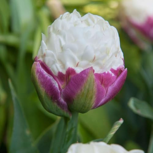 Plant in a Box - Tulipa Ice Cream - Blumenzwiebeln x15 - Tulpe - Violett Weiß - Tulpen aus Holland