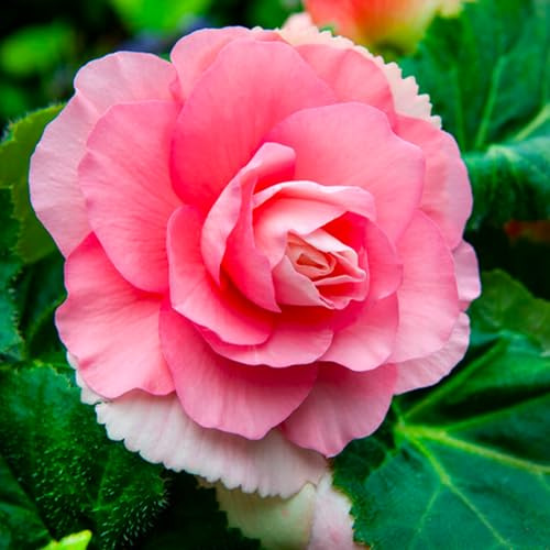Bulbos de BEGONIA | Bulbos de los mejores productores holandeses | Selección exclusiva y control de calidad | Floración garantizada. (3 Bulbos de Begonia Doble Rosa)
