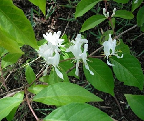Lonicera maackii - Schirm-Heckenkirsche - Mandschurische Heckenkirsche - 60-100 - duftend