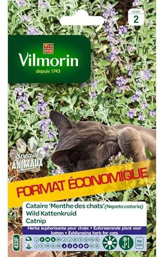 Cataire Menthe des Chats (Nepeta cataria) - Grand Modèle