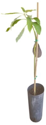 Árbol de Aguacate Injertado de 1,5m de Altura Frutal Natural Listo para Plantar