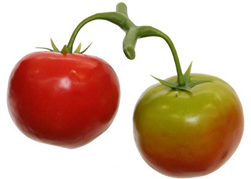Künstliche TOMATENRISPE x 2. Eine Rispe mit 2 Tomaten. Dekogemüse. 1 x Tomate rot + 1 x Tomate grün. 32005 01