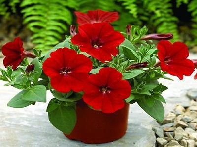 25 Pelletta Petunia Semi Ramblin Red Petunia of Dragging: Seeds Only : Seeds Only