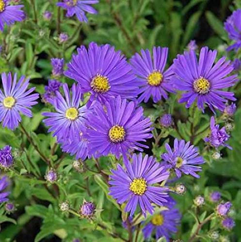 Sommeraster Veilchenkönigen - Aster amellus - lebende Gartenpflanze aus den Baumschulen