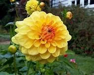 Dahlia 'Golden Sceptre' Yellow Flowering Bulb
