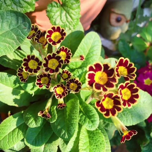 primeln - extrem winterharte kübelpflanzen pflanztöpfe deko büro bodendecker winterharte stauden herbstpflanzen winterhart blühend frühlingsblumen mehrjährige blumensamen 850samen